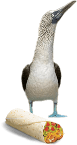 tölpel mit Burrito-min